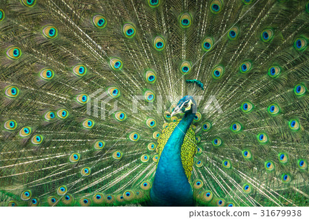close up of peacock showing drametic trail close up of peacock showing drametic trail 31679938