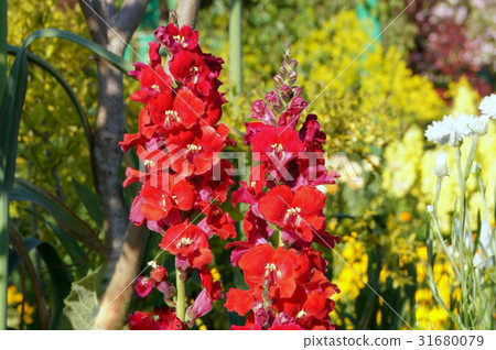 Snapdragon (goldfish grass) Red 31680079