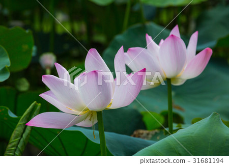 台灣台南白河蓮花Asia Taiwan Lotus 台灣台南白河蓮花Asia Taiwan Lotus 31681194