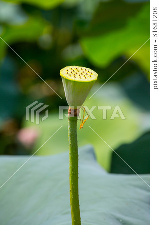 台灣台南白河蓮花Asia Taiwan Lotus 31681208