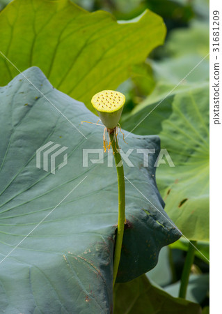 台灣台南白河蓮花Asia Taiwan Lotus 台灣台南白河蓮花Asia Taiwan Lotus 31681209