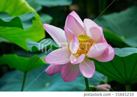 台灣台南白河蓮花Asia Taiwan Lotus 31681210