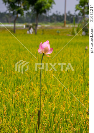 台灣台南白河蓮花Asia Taiwan Lotus 31681214