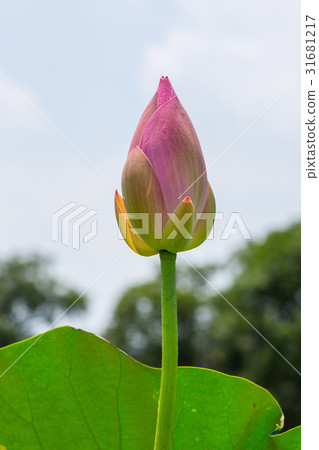 台灣台南白河蓮花Asia Taiwan Lotus 31681217