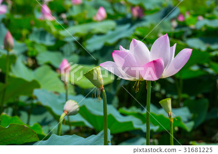 台灣台南白河蓮花Asia Taiwan Lotus 31681225