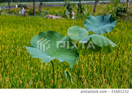 台灣台南白河蓮花Asia Taiwan Lotus 台灣台南白河蓮花Asia Taiwan Lotus 31681232