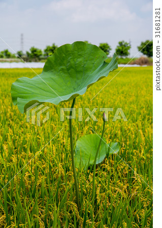 台灣台南白河蓮花Asia Taiwan Lotus 台灣台南白河蓮花Asia Taiwan Lotus 31681281