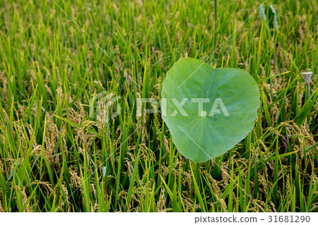 台灣台南白河蓮花Asia Taiwan Lotus 台灣台南白河蓮花Asia Taiwan Lotus 31681290