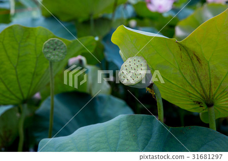 台灣台南白河蓮花Asia Taiwan Lotus 31681297