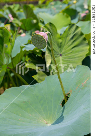 台灣台南白河蓮花Asia Taiwan Lotus 31681302