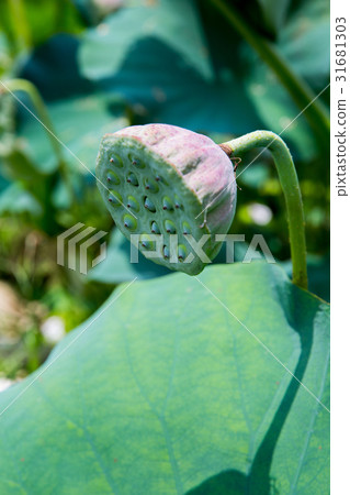 台灣台南白河蓮花Asia Taiwan Lotus 31681303