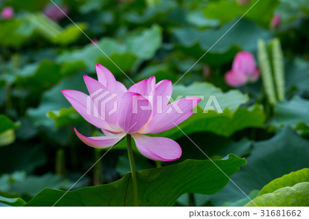 Taiwan Tainan White River Lotus Asia Taiwan Lotus 31681662