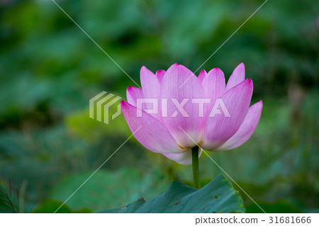 台灣台南白河蓮花Asia Taiwan Lotus 31681666