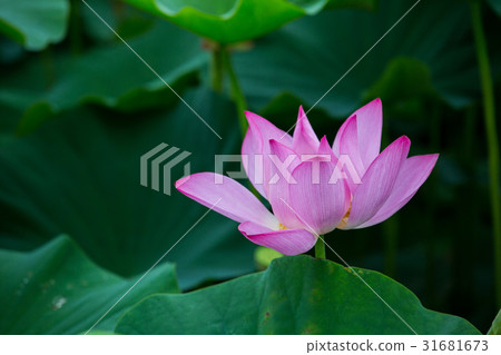台灣台南白河蓮花Asia Taiwan Lotus 31681673