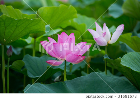台灣台南白河蓮花Asia Taiwan Lotus 31681678