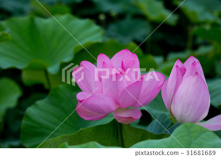 台灣台南白河蓮花Asia Taiwan Lotus 31681689