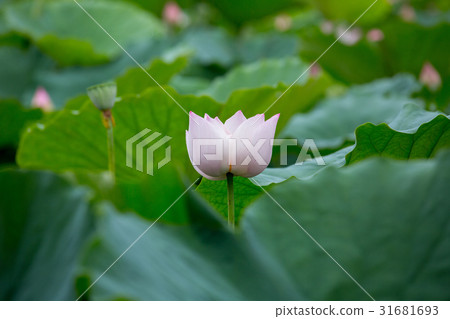 台灣台南白河蓮花Asia Taiwan Lotus 31681693