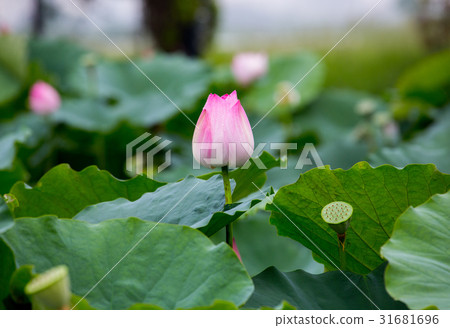 台灣台南白河蓮花Asia Taiwan Lotus 台灣台南白河蓮花Asia Taiwan Lotus 31681696