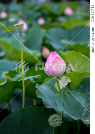 台灣台南白河蓮花Asia Taiwan Lotus 31681712