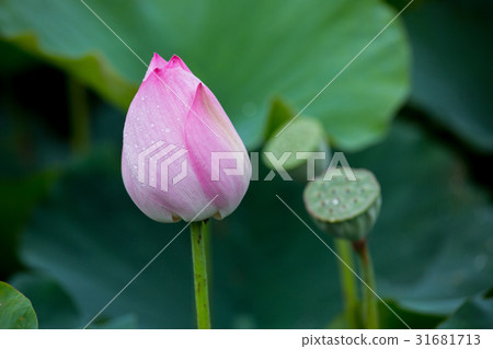 Taiwan Tainan White River Lotus Asia Taiwan Lotus 31681713