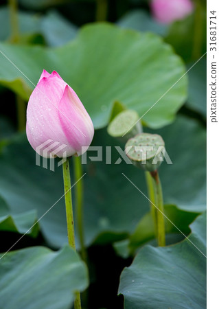 Taiwan Tainan White River Lotus Asia Taiwan Lotus Taiwan Tainan White River Lotus Asia Taiwan Lotus 31681714