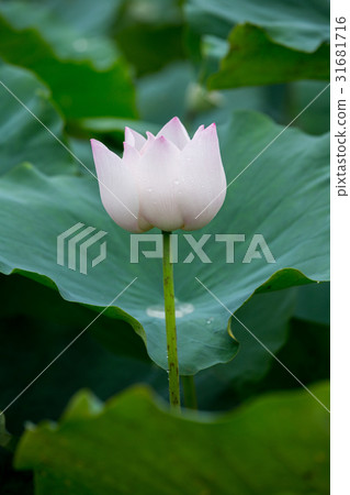 台灣台南白河蓮花Asia Taiwan Lotus 31681716