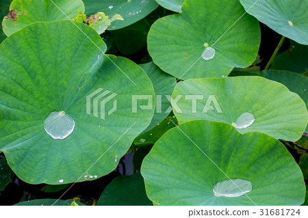 台灣台南白河蓮花Asia Taiwan Lotus 31681724