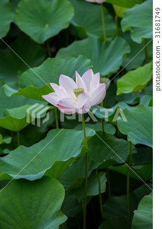 台灣台南白河蓮花Asia Taiwan Lotus 台灣台南白河蓮花Asia Taiwan Lotus 31681749