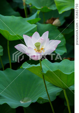台灣台南白河蓮花Asia Taiwan Lotus 31681750