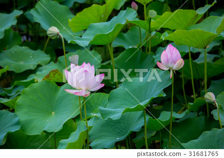 台灣台南白河蓮花Asia Taiwan Lotus 31681765
