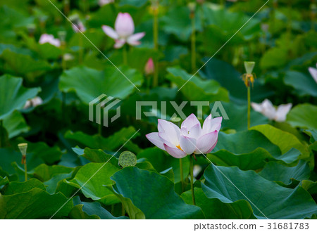 台灣台南白河蓮花Asia Taiwan Lotus 台灣台南白河蓮花Asia Taiwan Lotus 31681783
