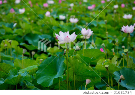 台灣台南白河蓮花Asia Taiwan Lotus 31681784