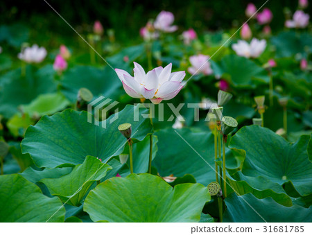 台灣台南白河蓮花Asia Taiwan Lotus 台灣台南白河蓮花Asia Taiwan Lotus 31681785