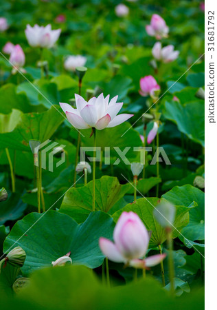 台灣台南白河蓮花Asia Taiwan Lotus 台灣台南白河蓮花Asia Taiwan Lotus 31681792