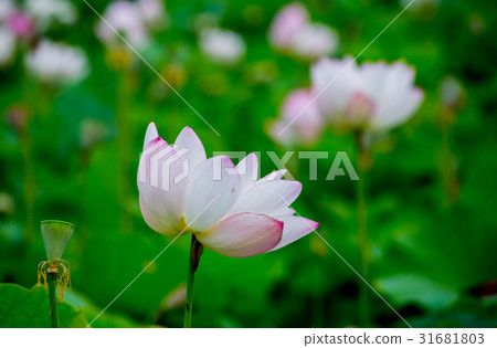 台灣台南白河蓮花Asia Taiwan Lotus 台灣台南白河蓮花Asia Taiwan Lotus 31681803