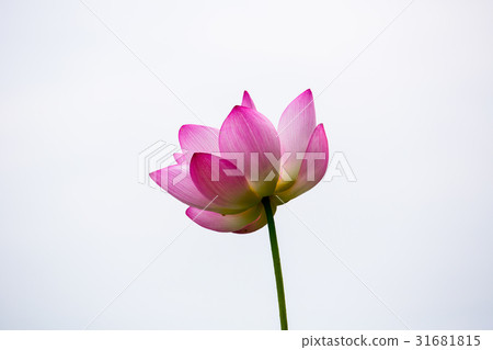 台灣台南白河蓮花Asia Taiwan Lotus 31681815