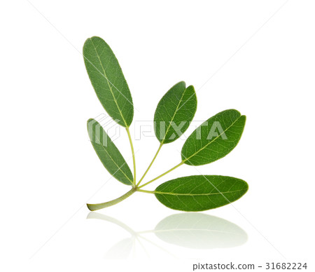 green leaf (Tabebuia aurea) tropical tree isolated 31682224