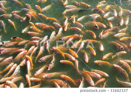 nile tilapia fish in pond 31682337