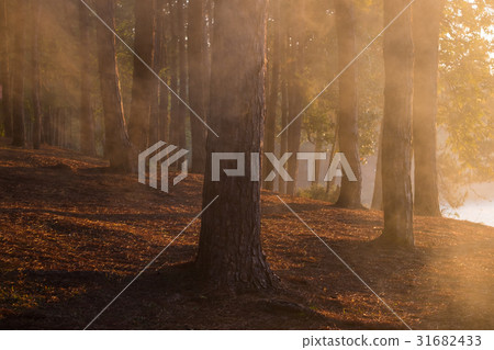 pine forest pine forest 31682433
