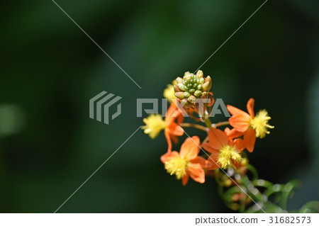 Flower aloe (Burbrine) 31682573