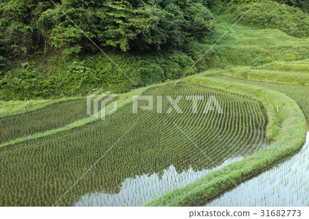 Ishihata的水稻梯田 31682773