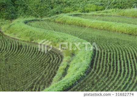 Ishihata的水稻梯田 Ishihata的水稻梯田 31682774