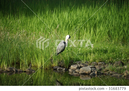 Waterbird break 31683779