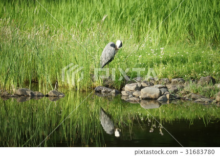 Waterbird break Waterbird break 31683780