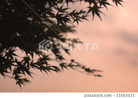 柔和的夜晚景觀 31683833