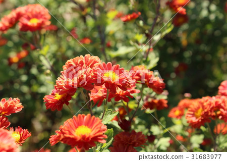 紅菊花 紅菊花 31683977