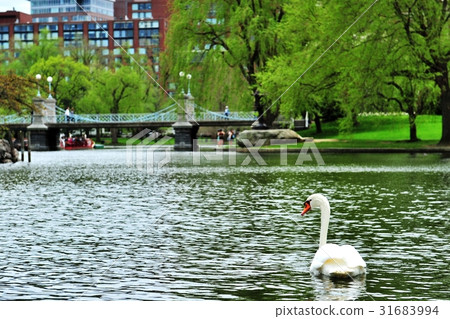 公共花園 公共花園 31683994