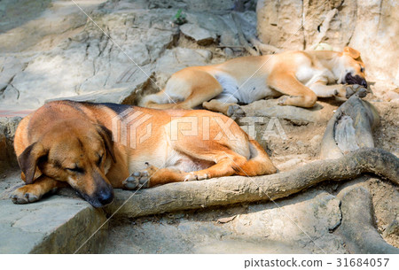 Two homeless dogs sleeps on stone 31684057