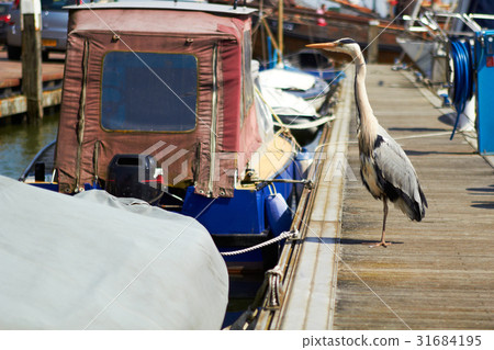 Gray heron searching for fish on a pier near boat Gray heron searching for fish on a pier near boat 31684195