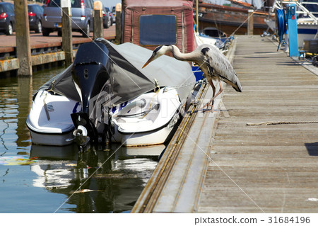 Gray heron searching for fish on a pier near boat 31684196